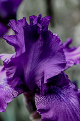 purple iris flower