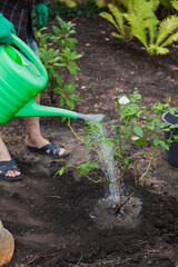 Rose bush is watered from green watering can. Side view