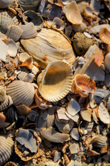 seashells on the beach