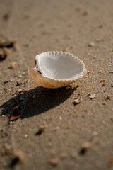 shell on the beach