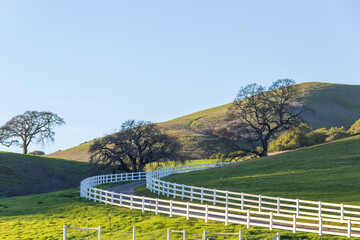 Fototapeta premium 2 White fences are running parallel and diagonally over a green pasture. There are oak trees on the hilly land. There is a blue sky in the background.