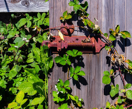A rusty screw door hinge is mounted to a wooden door. The door is weather worn. Green stickery plant is growing all around the hinge.