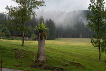 Detail of trees near by forest in Šumava national park
