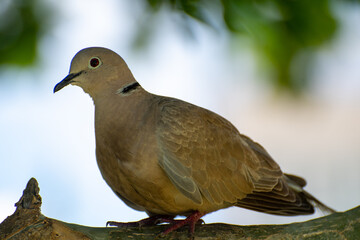 A portrait of a Eurasian Collared Dove in St Kitts