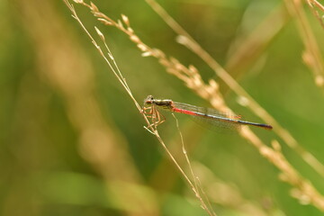 Small red damselfly in UK
