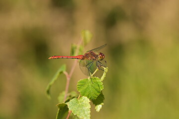 Male common red darter in UK