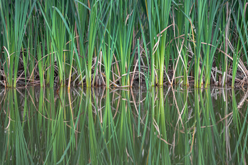 Sedge along the shore of the pond. Mirror reflection. Water surface. Calm lake.