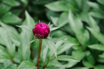 Bud of red peony with raindrops on a green blurred background. Unopened beautiful bud top view. Peony flower with dew drops closeup. Garden after the rain.
