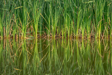 Sedge along the shore of the pond. Mirror reflection. Water surface. Calm lake.