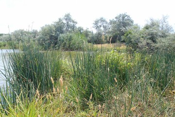 Flowering herbs on the shore of the Strashemirovsky swamp (Varna, Bulgaria)