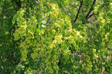 Green fruits and leaves on a branch of Paliurus spina-christi