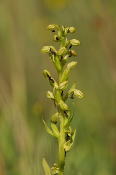 Frog orchid blooming in West Sussex UK