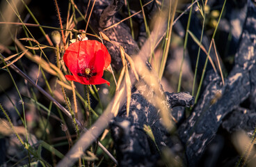 A beautiful red flower in the midst of distorted and burnt branches