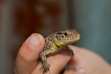 Close-up of a lizard on the arm