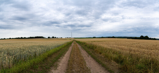 Fototapeta na wymiar Panorama of a dirt road between cornfields on a warm day in summer with cloudy sky