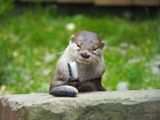 Asian Short Clawed Otter chewing fish that is held in its paws with green background