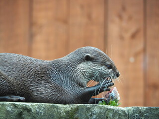 Asian Short-Clawed Otter eating fish on the rock with brown wooden background	
