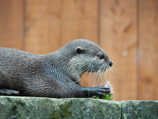 Asian Short-Clawed Otter eating fish on the rock with brown wooden background	