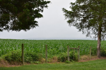 Green cornfield in the summer with mountains