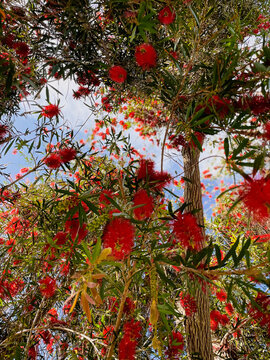 Red Cascade Bottlebrush 