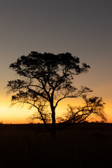 Large tree with leafless branches, in silhouette, with colorful sunset in the background in a idyllic late afternoon