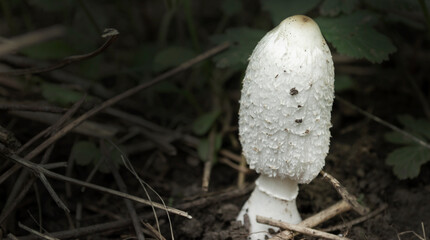 close up of white mushroom or fungi