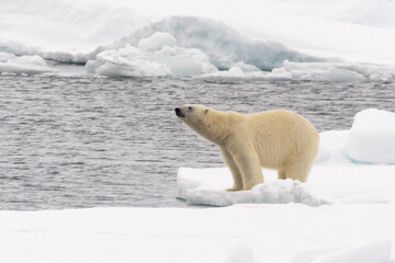 Eisbär im Packeis