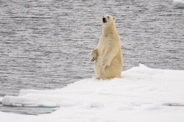 Eisbär im Packeis