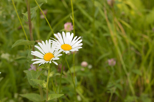 Two daisies growing in a field