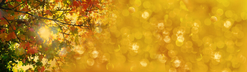autumn season, long panoramic photo of blurred background, golden yellow leaves, good weather, natural, environmental concept, banner for designer for postcards, wallpapers, banner with blurry bokeh