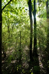 Path in the Forest 2