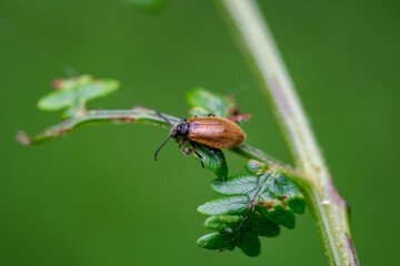 Brown beetle isolated  on a leaf with blurred background