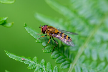 Hover fly on a leaf with blurred background