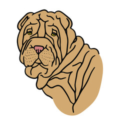 Sharpey dog face. Vector cartoon portrait of a dog. Pets, dog lovers, animal themed design element isolated on white background.