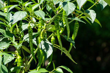 Green Chili Pepper Plant Full of Fruits