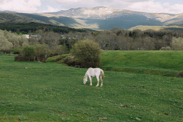 A lone white horse grazes in a meadow with mountains in the background.