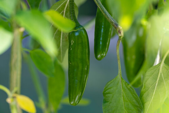 Closeup of a Serrano Pepper Plant with Green Fruits