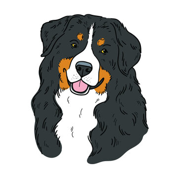 Bernese Mountain Dog face. Vector cartoon portrait of a dog. Pets, dog lovers, animal themed design element isolated on white background.