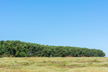Obraz premium Avocado plantation on sunny day