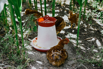 rustic fowl village farm life 