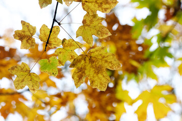 Changing Fall Leaves