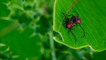 Close-up of two red milkweed beetles mating on the leaf of a milkweed plant that is growing in a field on a warm summer day in July with a blurred background.