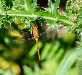 Close-up of a white-faced meadowhawk dragonfly that is resting on the leaf of a creeping thistle plant growing in a field on a bright summer day in july with a blurred background