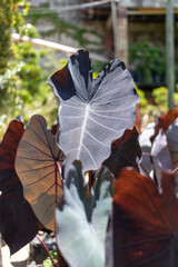 Colocasia esculenta, black magic plant. High quality photo