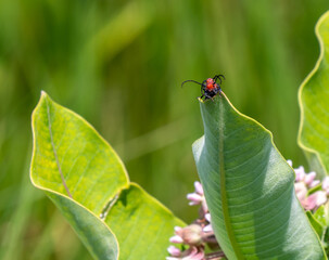 Close-up of two red milkweed beetles mating on the leaf of a milkweed plant that is growing in a field on a warm summer day in July with a blurred background.