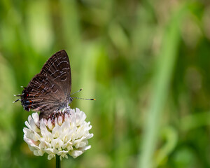 Close-up of a gossamer-winged butterfly collecting nectar from the white flower on a wild clover plant that is growing in a meadow on a bright summer day in july with a blurred background.