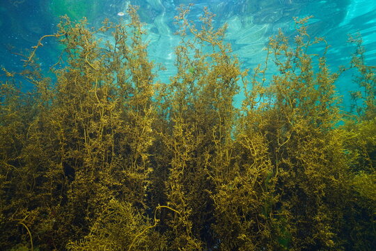 Japanese wireweed alga, Sargassum muticum brown seaweed, underwater in the Atlantic ocean, Spain, Galicia