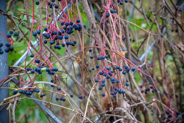 Bunches of wild red wine grapes hang from an old vine in warm af