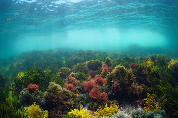 Naklejka na ściany i meble Natural underwater seascape in the Atlantic ocean with colorful algae below water surface, Spain, Galicia