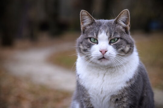 The cat looks to the side and sits on a green lawn. Portrait of